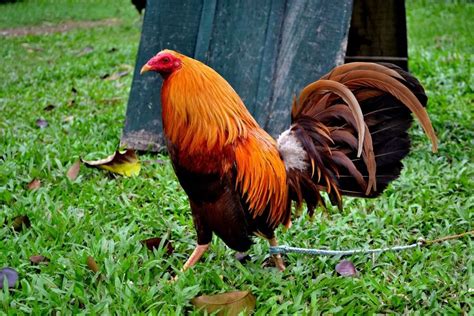 gold gamefowl